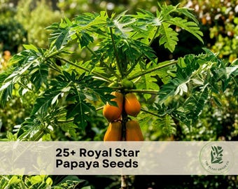 25+ Royal Star Papaya Seeds