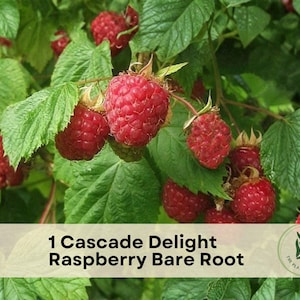 1 Cascade Delight Raspberry Bare Root