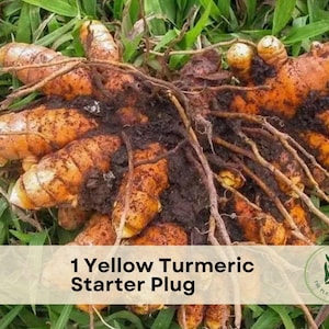 1 Yellow Turmeric Starter Plug
