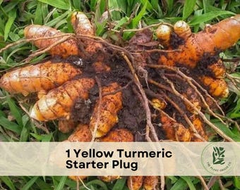 1 Yellow Turmeric Starter Plug