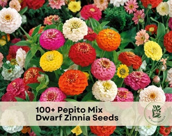 100+ Pepito Mix Dwarf Zinnia Seeds