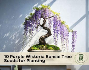 10 Purple Wisteria Bonsai Tree Seeds for Planting | Flowering Bonsai Vine