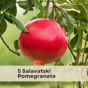 May include: A bright red Salavatski pomegranate hanging from a green leafy branch. A beige rectangular label at the bottom features the text 5 Salavatski Pomegranate and a circular logo with a plant illustration and the text The Plant Origin Co.