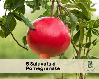 May include: A bright red Salavatski pomegranate hanging from a green leafy branch. A beige rectangular label at the bottom features the text 5 Salavatski Pomegranate and a circular logo with a plant illustration and the text The Plant Origin Co.