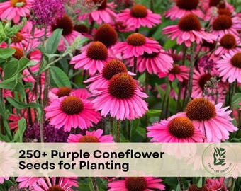 250+ Purple Coneflower Seeds for Planting | Echinacea purpurea | Butterfly & Pollinator Flower Seeds