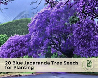 20 Blue Jacaranda Tree Seeds for Planting | Jacaranda mimosifolia