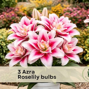 May include: A close-up of a bouquet of Azra Roselily bulbs with pink and white petals. The flowers are in full bloom, with a vibrant display of color. The text "3 Azra Roselily bulbs" is visible on a banner at the bottom.