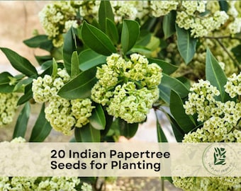 20 Indian Papertree Seeds for Planting