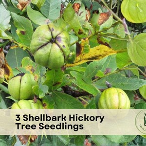 3 Shellbark Hickory Tree Seedlings - Etsy