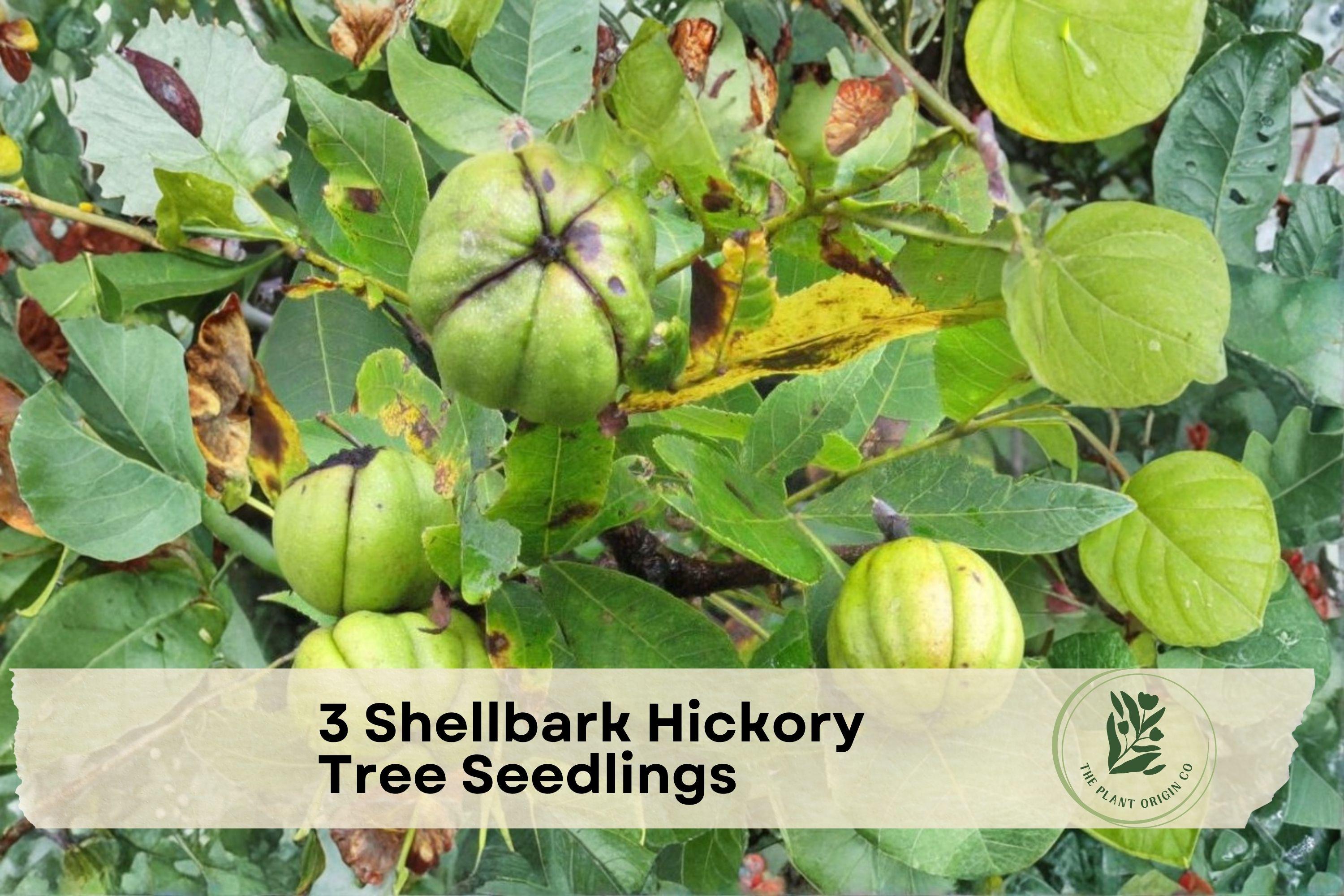 Shellbark Tree Form 3 Shellbark Hickory Tree Seedlings - Etsy