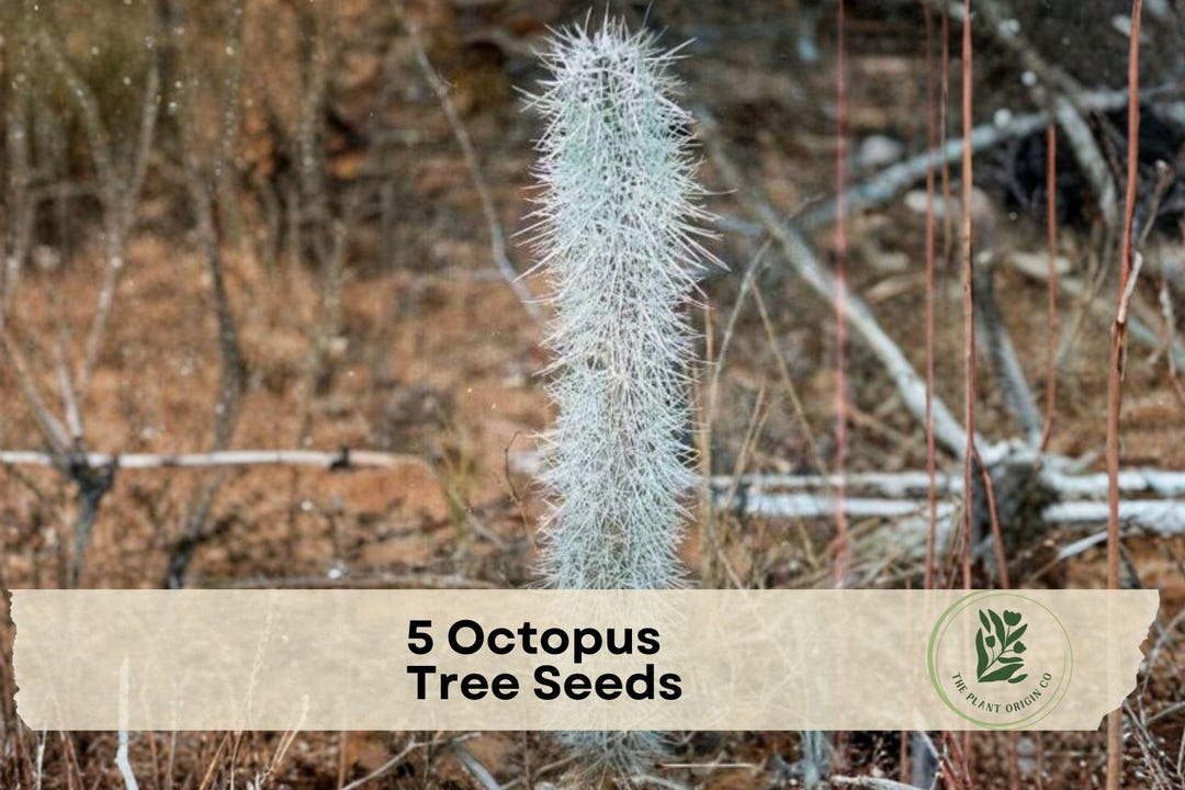 Tree Octopus Msm 5 Octopus Tree Seeds - Etsy