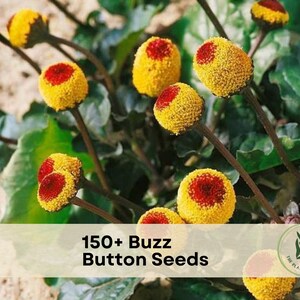 May include: A cluster of Acmella oleracea plants featuring spherical flower heads with bright yellow petals and deep red centers, growing on thin brown stems above green leaves. A semi-transparent overlay displays the text 150+ Buzz Button Seeds.