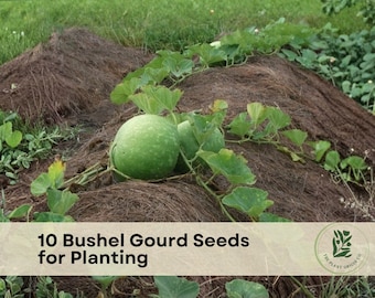 10 Bushel Gourd Seeds for Planting | Giant Round Gourds | Lagenaria siceraria