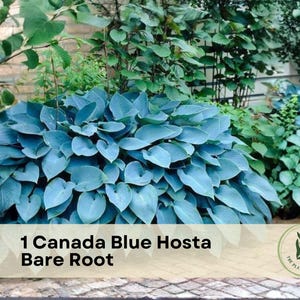 1 Canada Blue Hosta Bare Root