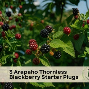 May include: A cluster of ripe black and unripe red blackberries on green leafy vines. A beige rectangular overlay at the bottom contains the text 3 Arapaho Thornless Blackberry Starter Plugs and a circular logo with a plant illustration.