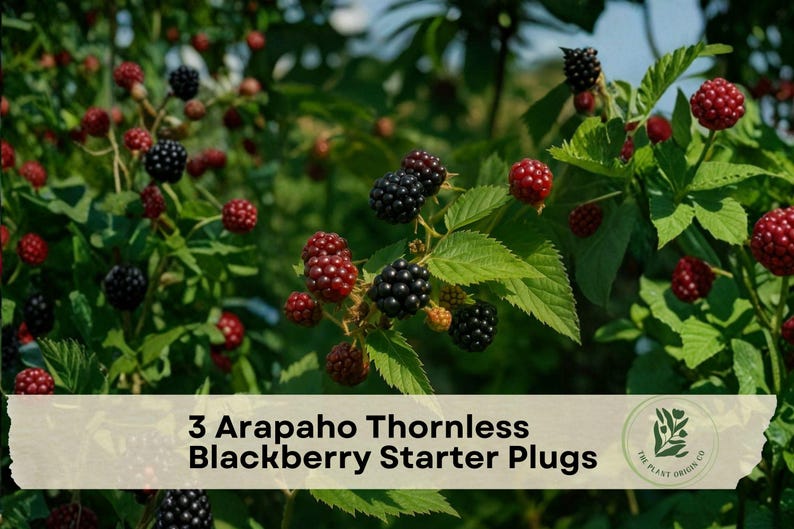 May include: A cluster of ripe black and unripe red blackberries on green leafy vines. A beige rectangular overlay at the bottom contains the text 3 Arapaho Thornless Blackberry Starter Plugs and a circular logo with a plant illustration.