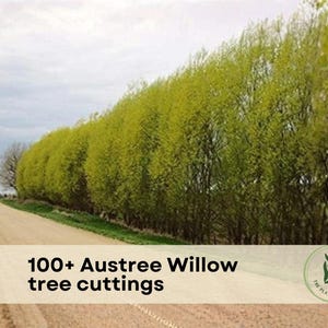May include: A dirt road leads to a row of Austree Willow trees with bright green foliage. The image includes the text "100+ Austree Willow tree cuttings" on a banner at the bottom, along with a logo for The Plant Origin Co.
