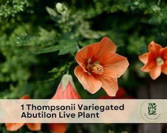 1 Thompsonii Variegated Abutilon Live Plant
