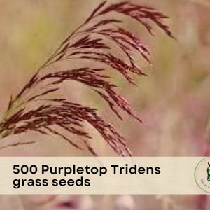 May include: Close-up of a purplish-red grass seed head. The image includes the text "500 Purpletop Tridens grass seeds" on a tan banner. The Plant Origin Co. logo is in the lower right corner. The background is a soft, blurred mix of greens and browns.