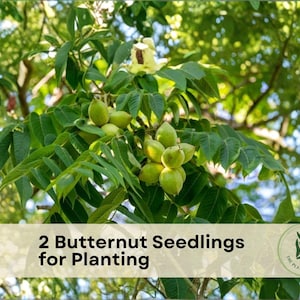May include: A close-up shot of a butternut tree branch with green leaves and several green, unripe nuts. The image includes text that reads "2 Butternut Seedlings for Planting" and a logo for The Plant Origin Co.