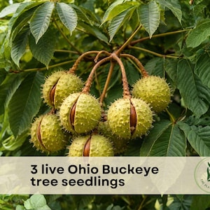 Ohio Buckeye Tree Seeds - Etsy