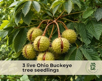 3 live Ohio Buckeye tree seedlings