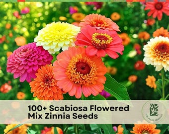 100+ Scabiosa Flowered Mix Zinnia Seeds
