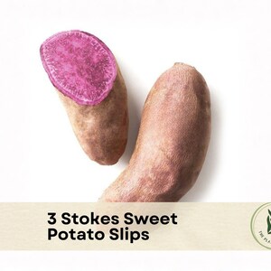 3 Stokes Sweet Potato Slips