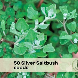 50 Silver Saltbush seeds