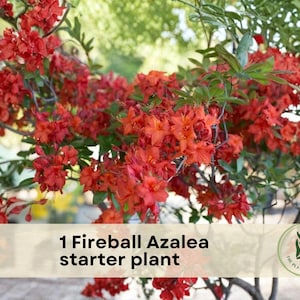 May include: A Fireball Azalea starter plant with vivid red flowers and green leaves. The image shows the plant in full bloom, with a natural backdrop. The text "1 Fireball Azalea starter plant" is visible, indicating the plant's variety.