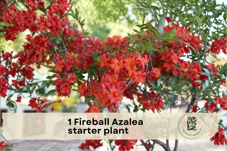 May include: A Fireball Azalea starter plant with vivid red flowers and green leaves. The image shows the plant in full bloom, with a natural backdrop. The text "1 Fireball Azalea starter plant" is visible, indicating the plant's variety.