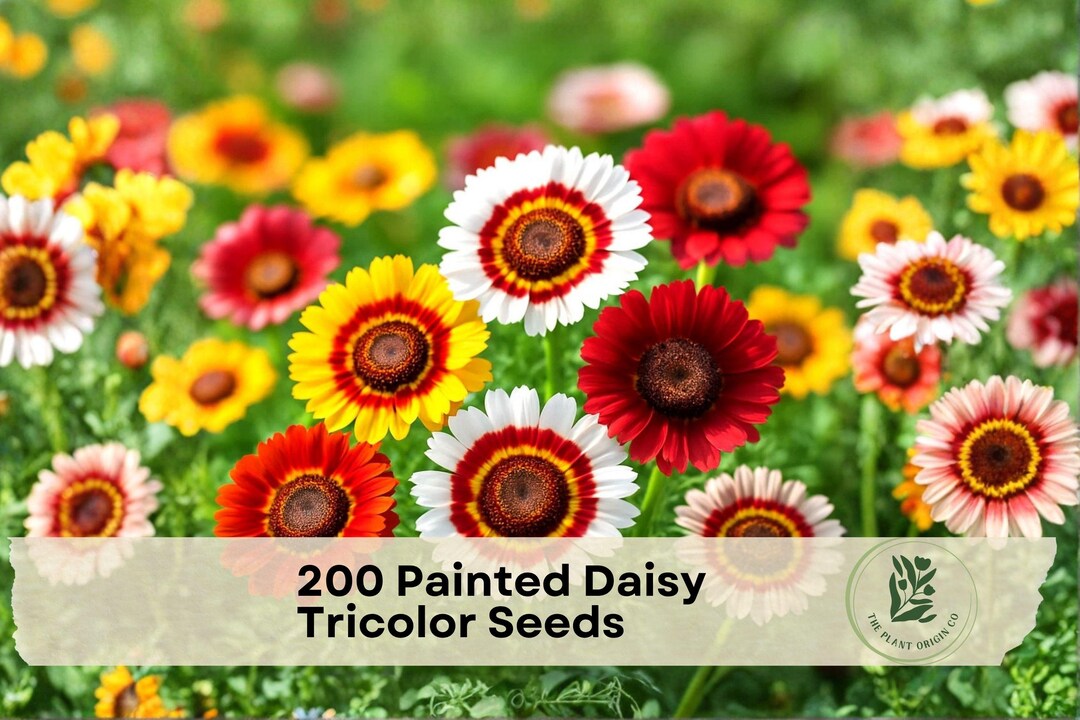 Edmonds Daisy Color 200 Painted Daisy Tricolor Seeds - Etsy