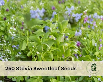 250 Stevia Sweetleaf Seeds for Planting Garden Variety