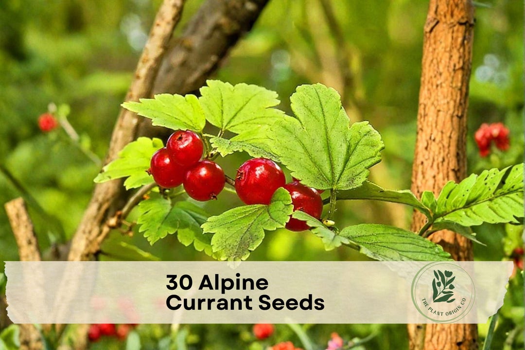 30 Alpine Currant Seeds - Etsy