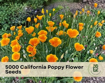 5000 California Poppy Flower Seeds for Planting Garden Variety