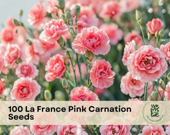 100 La France Pink Carnation Seeds for Planting Flower Variety