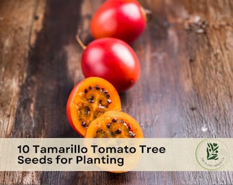 10 Tamarillo Tomato Tree Seeds for Planting | Cyphomandra betacea