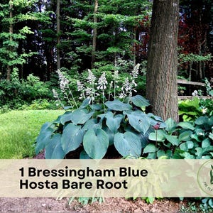 1 Bressingham Blue Hosta Bare Root