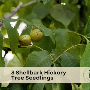 3 Shellbark Hickory Tree Seedlings