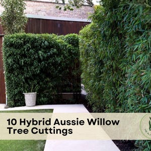 May include: Image features a lush green hedge of Hybrid Aussie Willow trees. The text overlay reads "10 Hybrid Aussie Willow Tree Cuttings" with a logo. The scene includes a concrete walkway, a brown wooden fence, and a small potted plant.