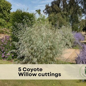 5 Coyote Willow cuttings