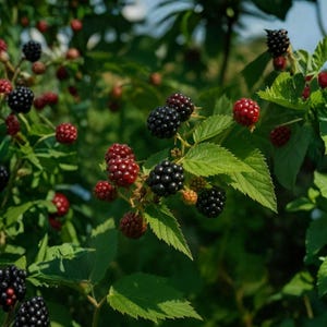 May include: A blackberry bush featuring clusters of ripe, dark purple-black berries and unripe, bright red berries. The plant has serrated green leaves and thin, woody stems, with the fruit at various stages of development throughout the foliage.