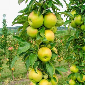 May include: Close-up of an apple tree branch laden with green and yellow apples. The apples are surrounded by green leaves. Other apple trees are visible in the background, with a field and trees in the distance.
