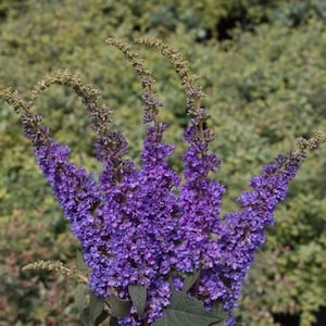 May include: Close-up of a vibrant purple butterfly bush flower. The flower has a dense cluster of small, individual florets, creating a textured appearance. The flower's color ranges from deep violet to lighter shades, with green foliage in the background.