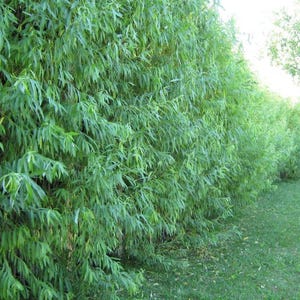 May include: A dense, green willow tree hedge with long, slender leaves. The leaves are a vibrant green color, creating a lush and full appearance. The hedge is planted along a grassy area.