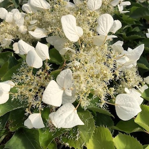 May include: Close-up of a white hydrangea flower with large, heart-shaped petals and delicate, star-like florets. The flower is surrounded by green leaves, creating a contrast of textures and colors. The image showcases the beauty of nature.