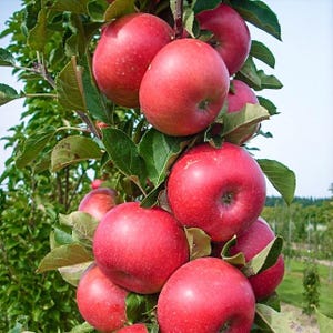 May include: A close-up of a cluster of ripe, red apples hanging from a tree branch. The apples are a vibrant red color with a slight blush and are surrounded by green leaves. The image is taken outdoors, with a glimpse of a blue sky.
