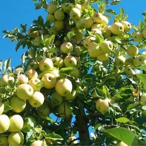 Yellow Delicious Apple Tree, Semi Dwarf Apple Live Fruit Tree 2-3 Ft in 3 Gallon Pot for Home Garden
