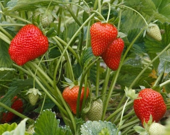Live Strawberry Plant 25-Pack - Bare Root Fruit Garden Plants