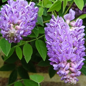 May include: Close-up of two clusters of purple wisteria flowers with green leaves. The flowers are densely packed and have a gradient of color, from light purple to a darker shade. The leaves are a vibrant green.